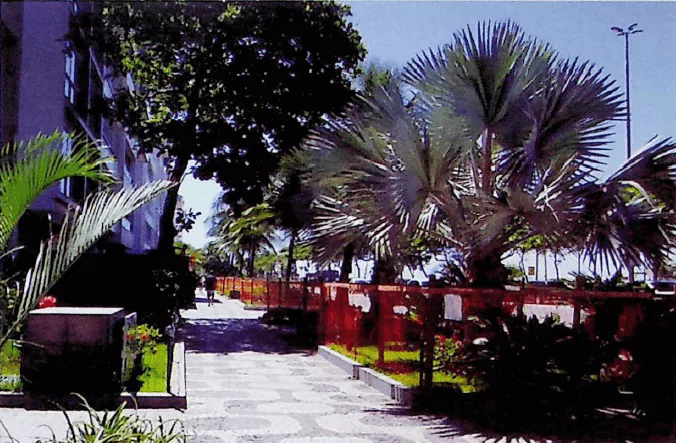Canteiros da Orla Fotos de canteiros da orla em condomínio