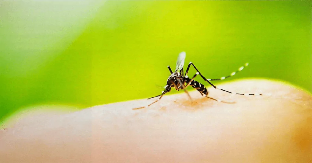 Controle de Pragas no condomínio Foto do mosquito Aedes Aegypti