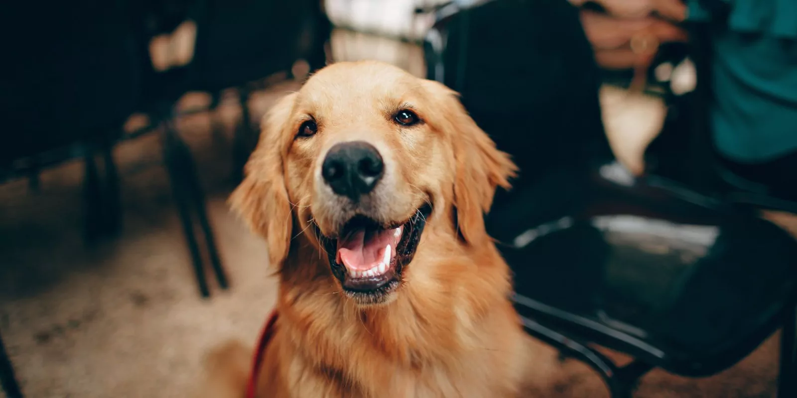 Condomínio pode multar por latido de cachorro